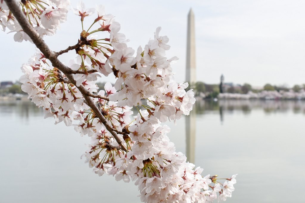 Cherry Blossoms 2019 Alan Kotok