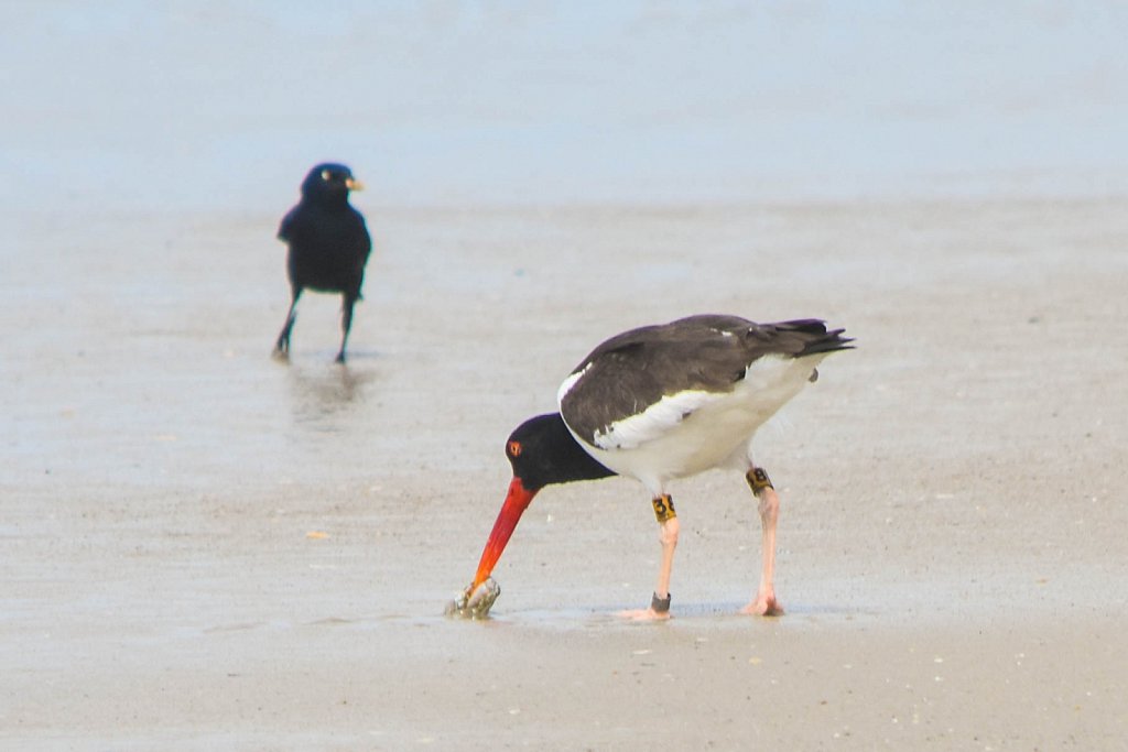 Oystercatcher and spectator