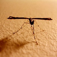 Mosquito (Germán Meyer)