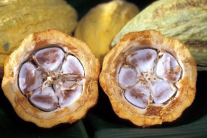 Cocoa beans in a cacao pod (Agricultural Research Service, USDA)