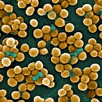 MRSA bacteria (CDC)