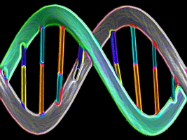 DNA strand (NSF)