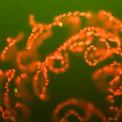 Light-emitting phytoplankton (Scripps Institution of Oceanography/NASA)