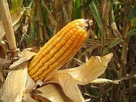 Corn (USDA.gov)