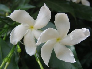Crepe jasmine (SriniG/Flickr)