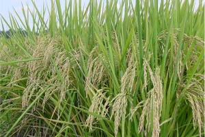 Mature rice (Agricultural Research Service, USDA)