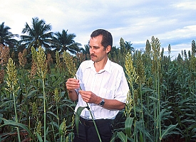Flowering sorghum (Agricultural Research Service/USDA)