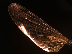 Replica of an insect wing made from shrilk (Wyss Institute, Harvard University)
