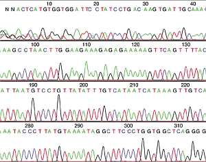 Base sequence illustration (Genome.gov)