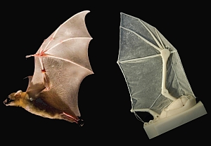 Flying bat and robotic wing (Brown University)