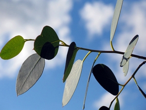 Eucalyptus leaves (USDA.gov)