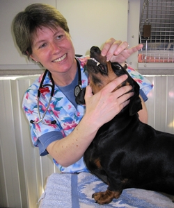 Dog treated by veterinarian