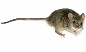 Lab mouse
