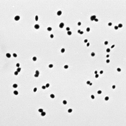 Pneumococcus colony