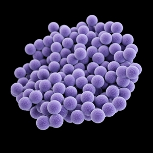 3-D image of MRSA bacteria