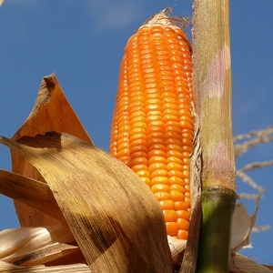 Orange corn