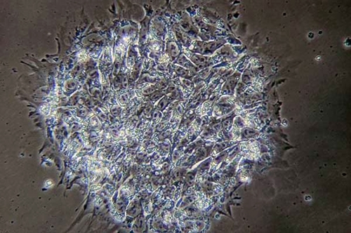 Stem cell colony