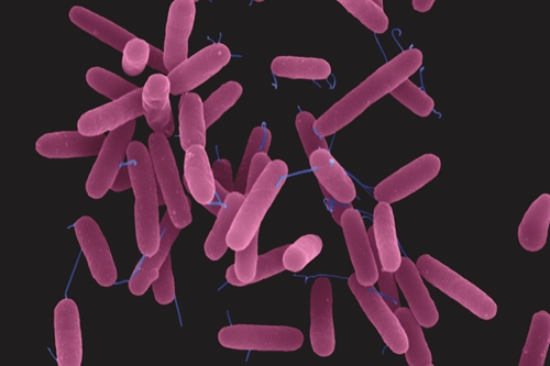 Pseudomonas aeruginosa bacteria