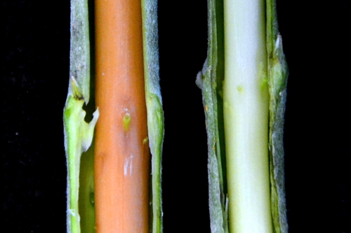 Red stem from gene-editing and original green stem