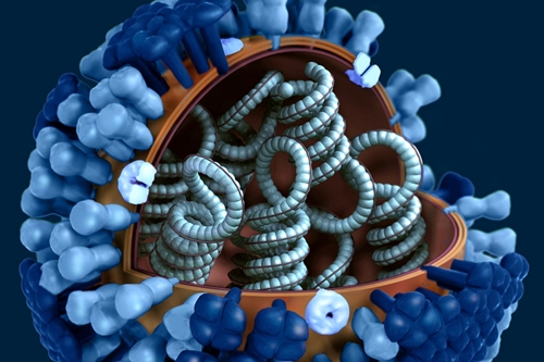 Cut-away image of virus