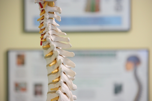 Spine model