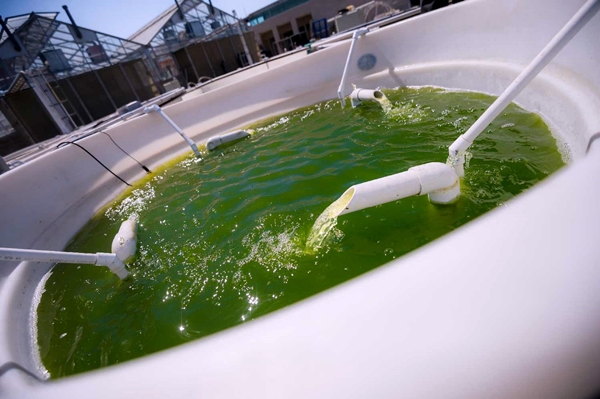 Algae growing tank