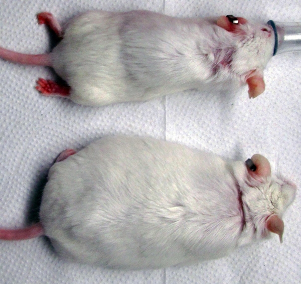 Lab mice in skin graft test