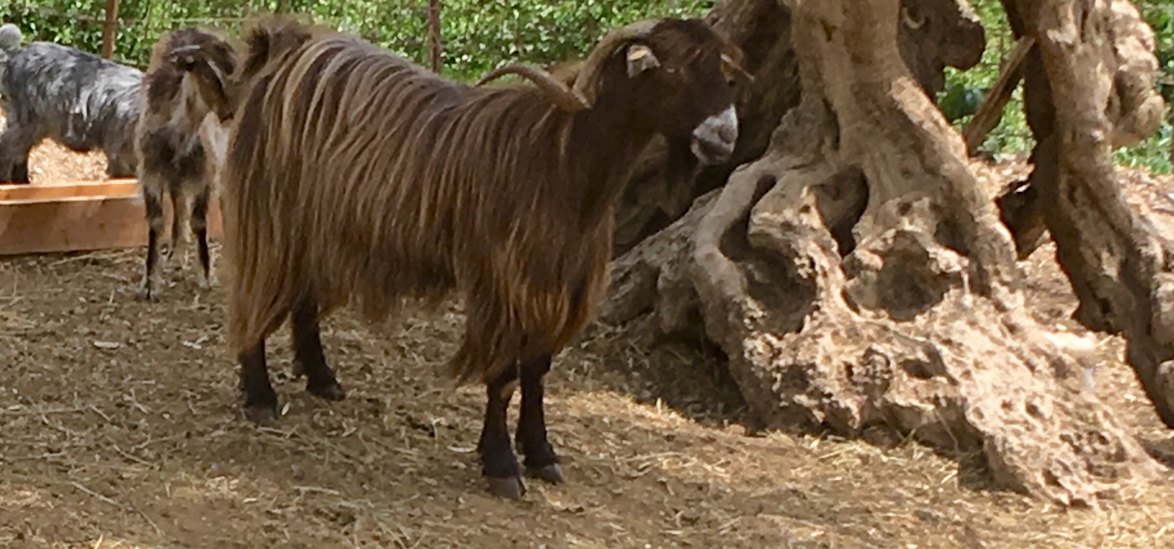 Goats on Crete