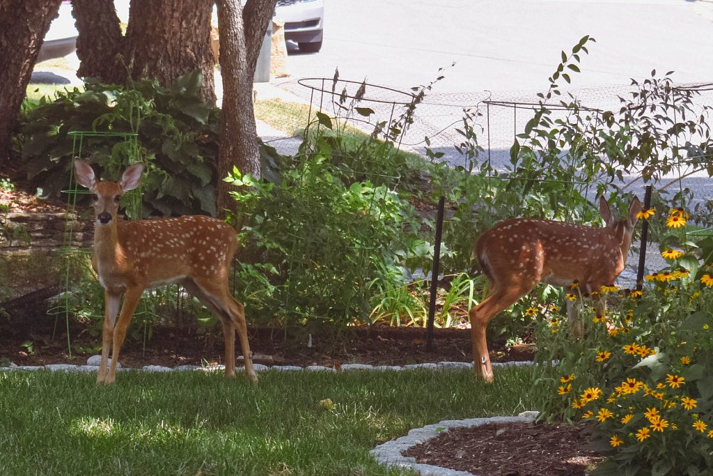 Fawns on lawn