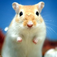 Consortium Develops Virtual Mouse for Lab Testing « Science and Enterprise