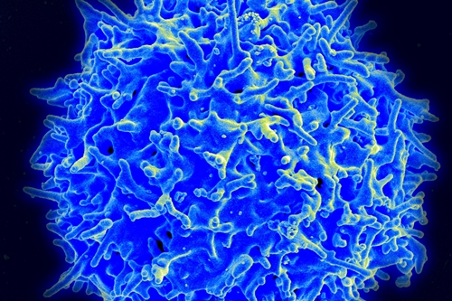 Human T-cell lymphocyte