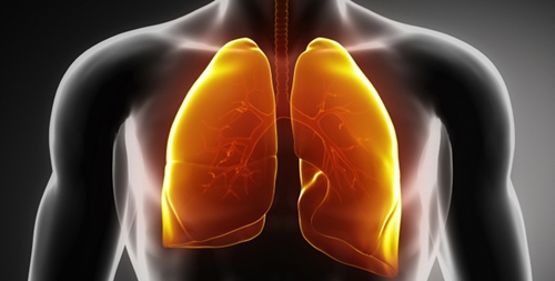 Lungs illustration