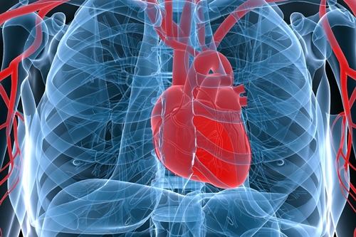 Heart in rib cage illustration