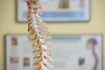 Engineered Tissue-Polymer Replacement Spinal Discs Developed