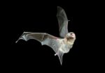 Southern bentwing bat