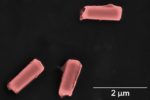 Nanoscale Cell-Like Robots Shown to Clean Blood