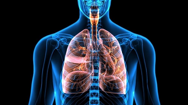Human lungs illustration