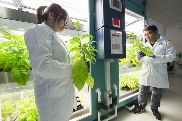 Researchers with tobacco plants