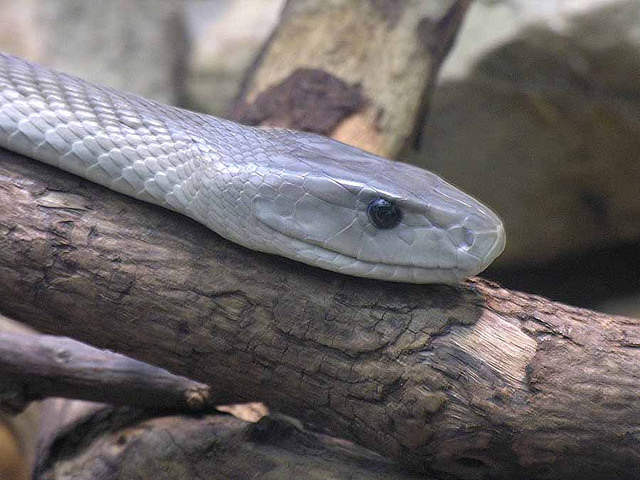 Black mamba snake