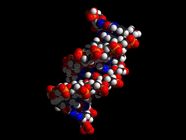 DNAmolecule model