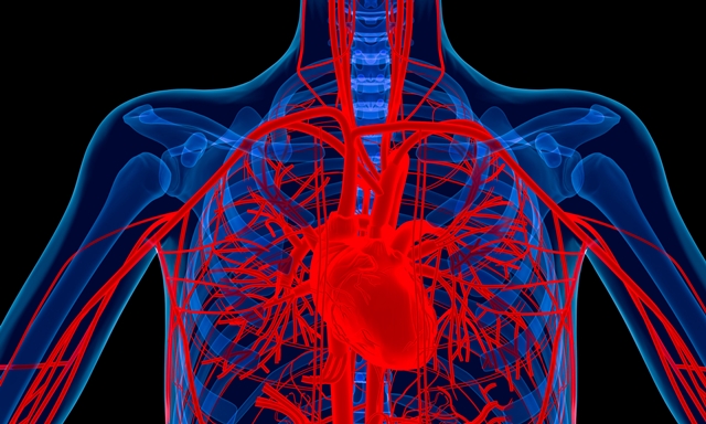 Heart and major blood vessels