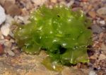 Ulva or sea lettuce