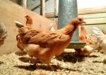 Engineered Hens Produce Human Proteins in Eggs