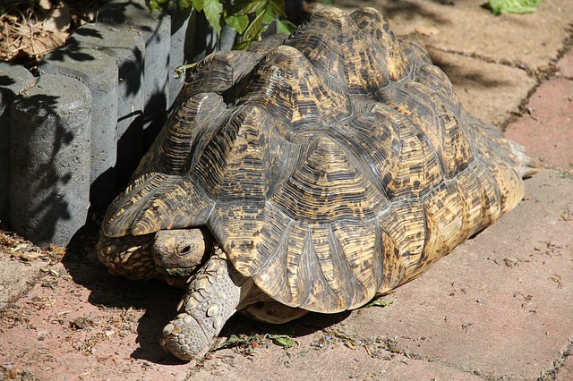 Tanzanian leopard tortoise