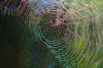 Moist spider web