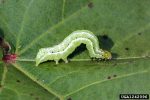 Engineered Moth to Control Soybean Pest