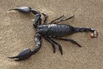 Scorpion-Derived Peptide Lights Up Brain Tumors