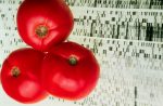 Tomato genetics