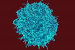 T-cell lymphocyte
