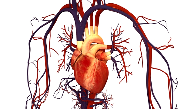 Heart, circulation system